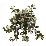 21” Hoya Hanging Bush (Set of 4)-Plant-Parc Decor
