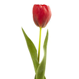 22” Tulip Artificial Flower (Set of 8)-Stem-Parc Decor