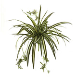 23” Spider Plant Bush (Set of 4)-Parc Decor