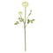 23" Ranunculus Stem (Set of 12)"-Stem-Parc Decor
