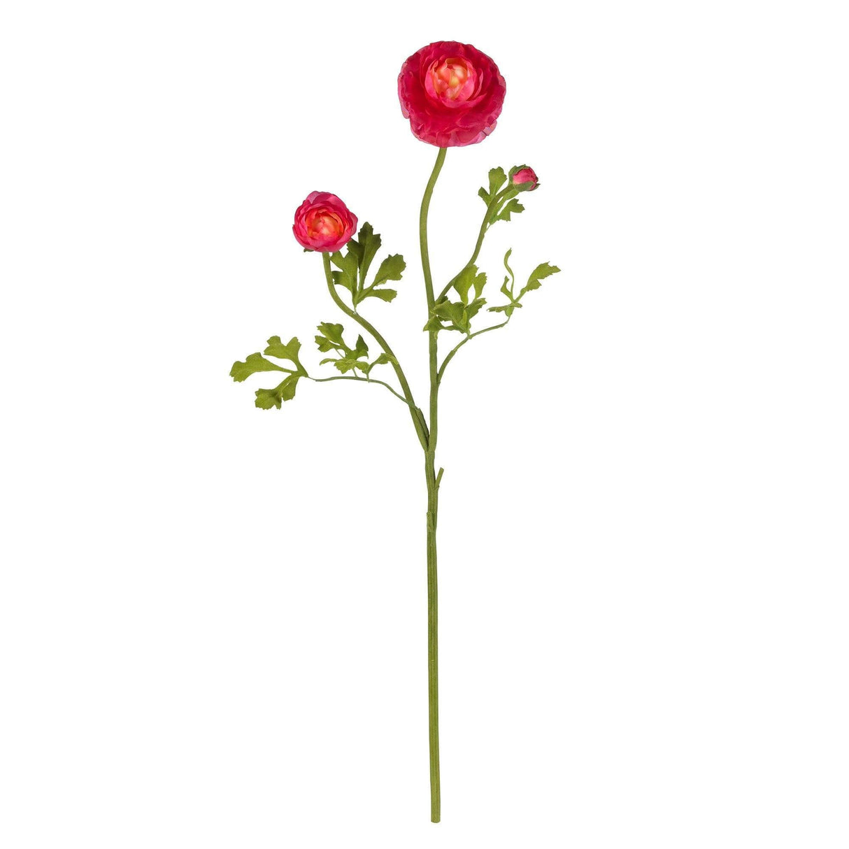 23" Ranunculus Stem (Set of 12)"-Stem-Parc Decor