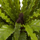 26” Asplenium Artificial Plant (Set of 2)-Parc Decor