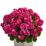 27” Geranium Artificial Plant in White Planter UV Resistant (Indoor/Outdoor)-Parc Decor