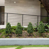 2.5' UV Resistant Artificial Boxwood Plant with Integrated Ground Stake (Indoor/Outdoor) - Set of 2-Plant-Parc Decor