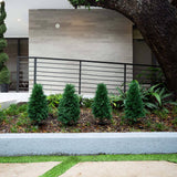 2.5' UV Resistant Artificial Cedar Plant with Integrated Ground Stake (Indoor/Outdoor) - Set of 2-Plant-Parc Decor