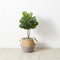 3' Artificial Fiddle Leaf Fig Tree with Handmade Cotton & Jute Woven Basket DIY Kit-Parc Decor