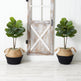 3’ Artificial Fiddle Leaf Fig Tree with Handmade Cotton & Jute Woven Planter DIY Kit - Set of 2-Parc Decor