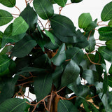 3' Ficus Silk Tree-Parc Decor