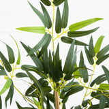 3' Multi Bambusa Bamboo Silk Tree-Parc Decor