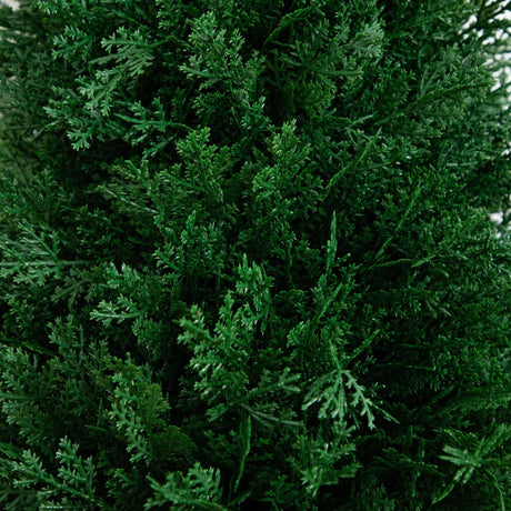 3' UV Resistant Artificial Cedar Plant with Integrated Ground Stake (Indoor/Outdoor) - Set of 2-Plant-Parc Decor