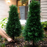 3' UV Resistant Artificial Cedar Plant with Integrated Ground Stake (Indoor/Outdoor) - Set of 2-Plant-Parc Decor
