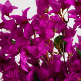 30” Artificial Bougainvillea Arrangement in Glass Vase-Arrangement-Parc Decor