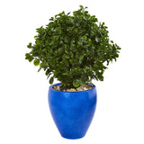 32” Peperomia Artificial Plant in Blue Planter(Indoor/Outdoor)-Parc Decor