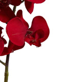 36” Christmas Phalaenopsis Orchid Artificial Flower (Set of 4)-Stem-Parc Decor
