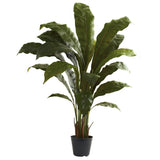 3.5’ Birdsnest Plant-Parc Decor