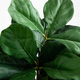 3.5’ Fiddle Leaf Artificial Tree-Parc Decor