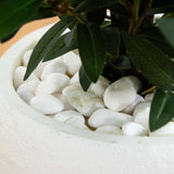 3.5’ Olive Cone Topiary Artificial Tree in White Planter (Indoor/Outdoor)-Parc Decor