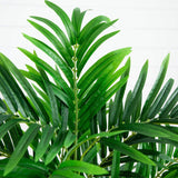 4’ Areca Artificial Palm Tree in White Planter-Parc Decor