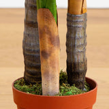 4’ Areca Palm Tree (Real Touch)-Parc Decor