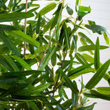 4’ Bamboo Artificial Tree (Real Touch) UV Resistant (Indoor/Outdoor)-Parc Decor