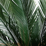 4’ Cycas Tree UV Resistant (Indoor/Outdoor)-Parc Decor