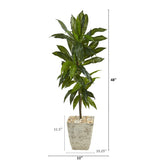4’ Dracaena Artificial Plant in Country White Planter (Real Touch)-Parc Decor