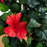 4’ Hibiscus Tree-Parc Decor