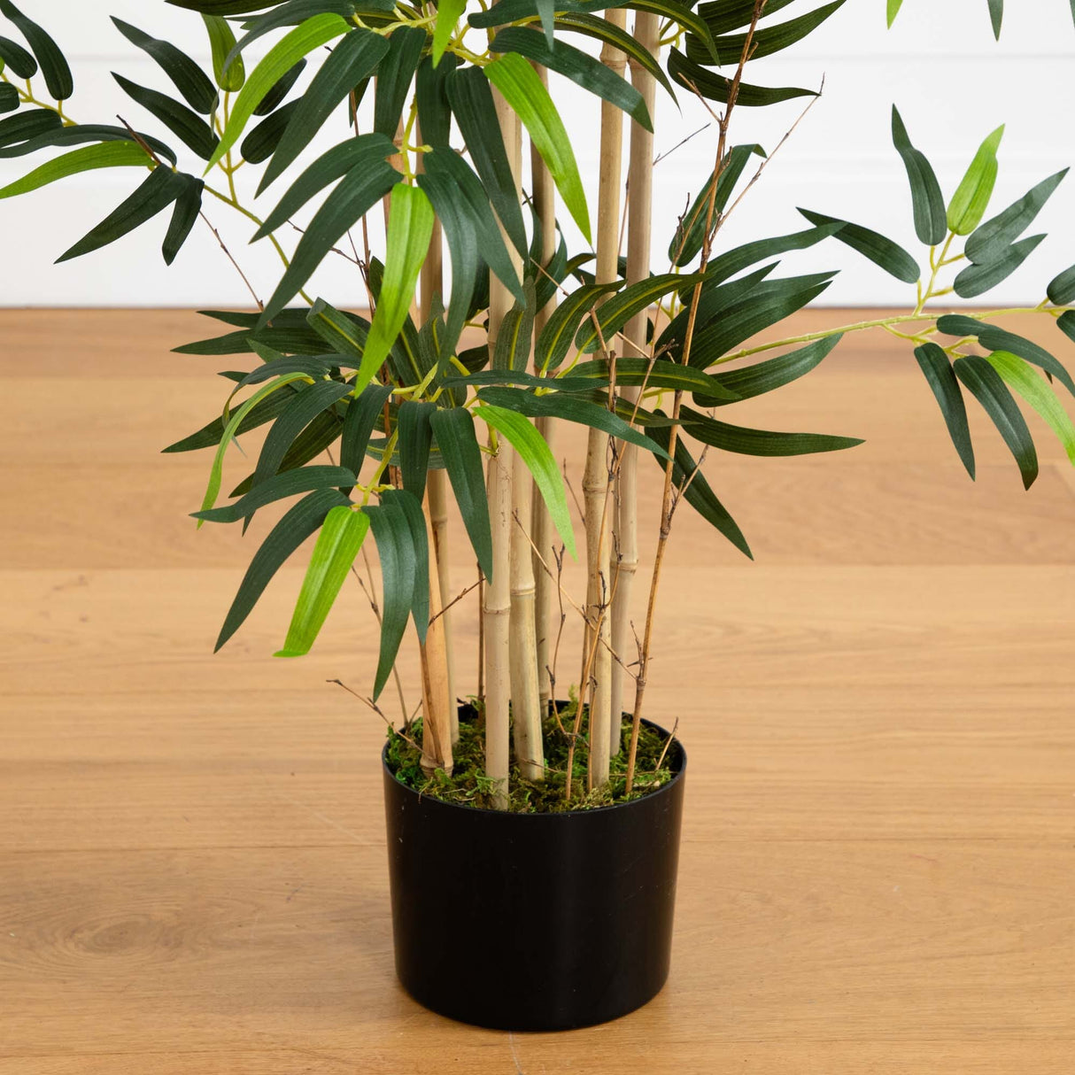 4' Multi Bambusa Bamboo Silk Tree-Parc Decor