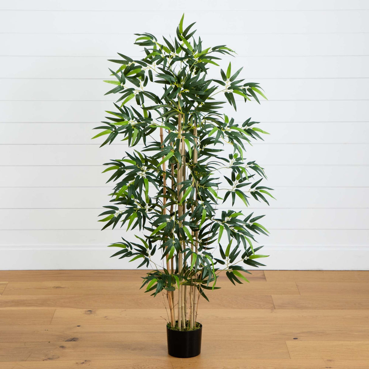 4' Multi Bambusa Bamboo Silk Tree-Parc Decor