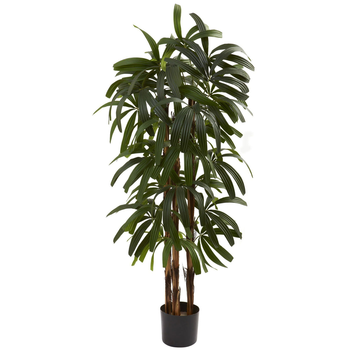 4’ Raphis Palm Tree-Parc Decor