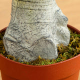 4’ Schefflera Silk Tree (Real Touch)-Parc Decor