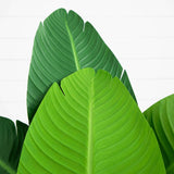 4’ Travelers Palm Artificial Tree-Parc Decor