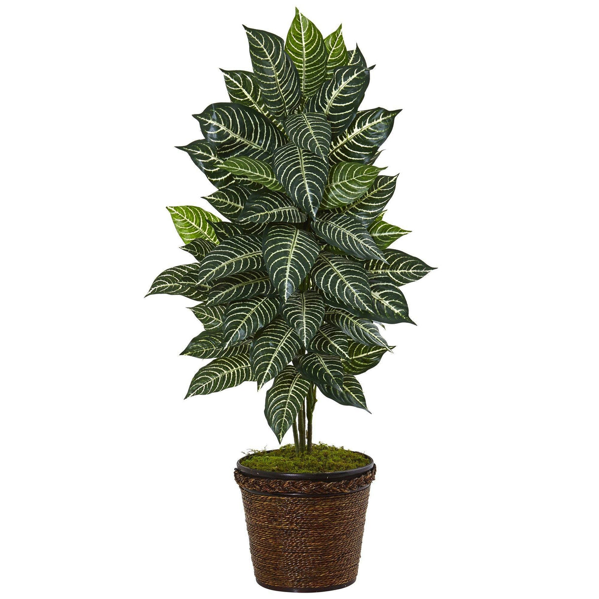 4’ Zebra Plant in Coiled Rope Planter-Parc Decor