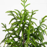 4' Artificial Norfolk Pine Tree-Christmas Tree-Parc Decor
