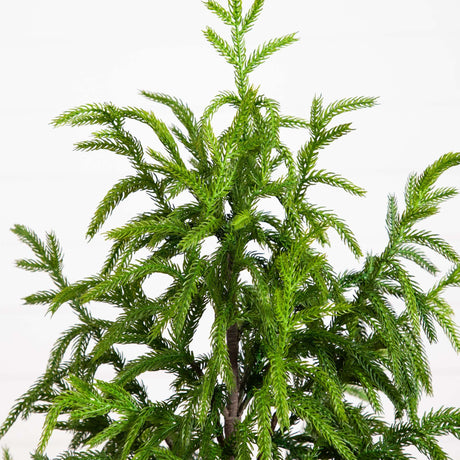 4' Artificial Norfolk Pine Tree-Christmas Tree-Parc Decor
