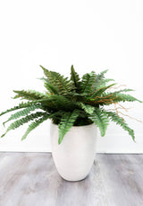 40” Artificial Boston Fern (Set of 2)-Parc Decor