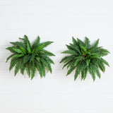 40” Artificial Boston Fern (Set of 2)-Parc Decor
