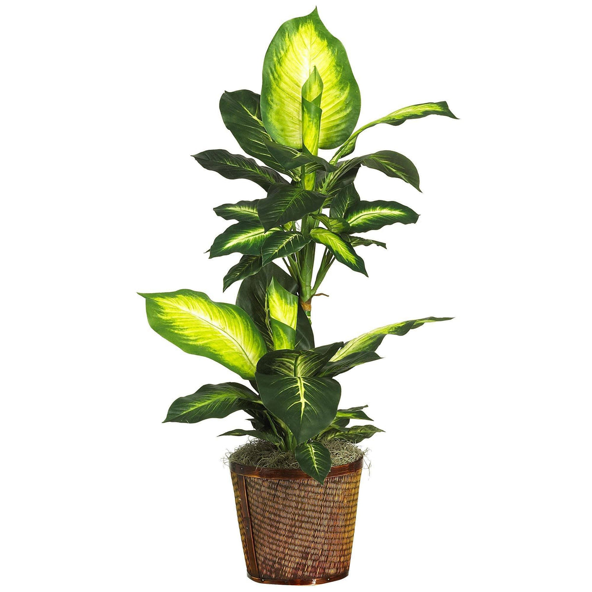 42" Golden Dieffenbachia w/Basket Silk Plant"-Plant in Planter-Parc Decor