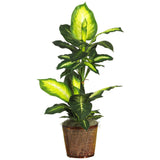 42" Golden Dieffenbachia w/Basket Silk Plant"-Plant in Planter-Parc Decor