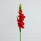 45" Artificial Gladiolus Flower Stems - Set of 3-Stem-Parc Decor