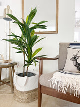 48" Dracaena Silk Plant (Real Touch)-Parc Decor