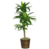 48" Dracaena w/Basket Silk Plant (Real Touch)"-Parc Decor