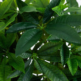 4.5’ Money Artificial Tree in White Oval Planter (Real Touch-Parc Decor