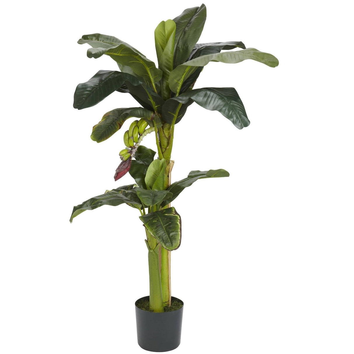 5' Banana Silk Tree w/Bananas-Parc Decor