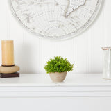 5” Boxwood Artificial Plant in Decorative Planter-Parc Decor