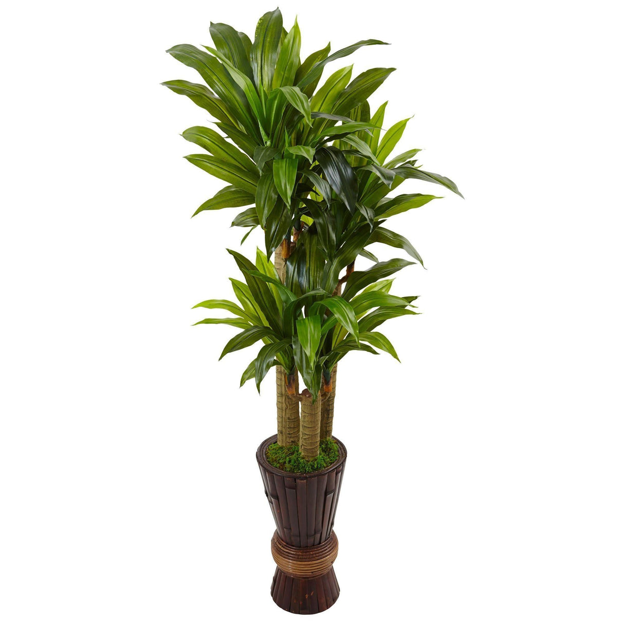 5’ Cornstalk Dracaena Artificial Plant in Planter (Real Touch)-Parc Decor