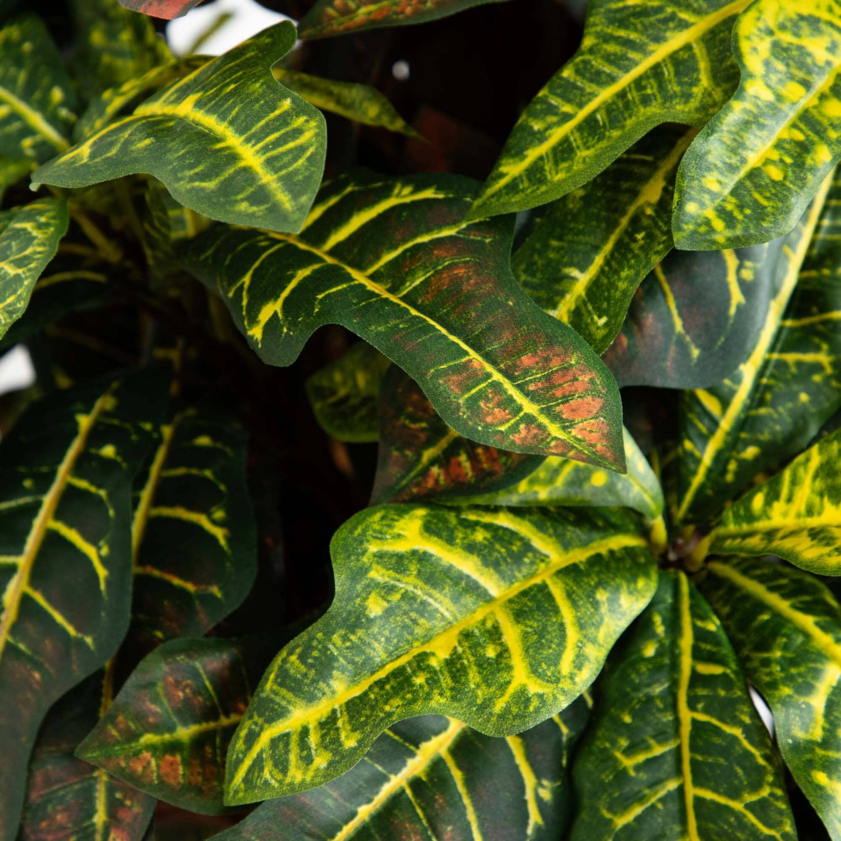 5' Croton Silk Tree-Parc Decor
