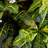 5' Croton Silk Tree-Parc Decor