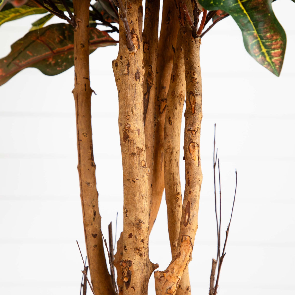 5' Croton Silk Tree-Parc Decor