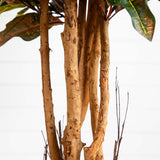 5' Croton Silk Tree-Parc Decor